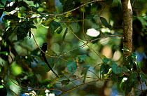 Seychelles paradise flycatcher {Terpsiphone corvina} Veuve SR Seychelles