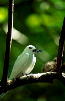 White / Fairy tern with insect prey {Gygis alba} Cousin Seychelles