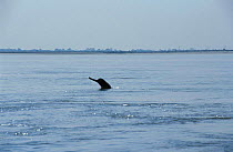 Gangetic dolphin {Platanista gangetica} Assam India Brahmaputra river nr Tezpur
