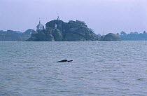 Gangetic dolphin {Platanista gangetica} Kahalgoan Bihar India