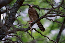 Spot-winged falconet {Spiziapteryx circumcinctus} Cerro Colorado Argentina