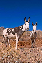 Wild burro {Equus asinus} Arizona/Nevada USA