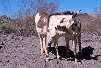 Wild burro foal {Equus asinus} Arizona/Nevada USA