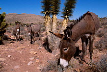 Wild burro group {Equus asinus} Arizona/Nevada USA