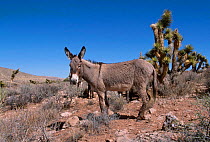 Wild burro {Equus asinus} Nevada USA
