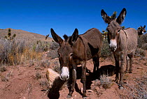 Wild burros {Equus asinus} Arizona/Nevada USA