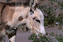 Wild burro juvenile feeding on sage {Equus asinus} Arizona/Nevada USA