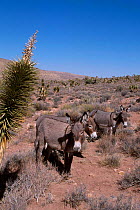 Wild burro group {Equus asinus} Arizona/Nevada USA