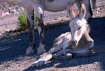 Wild burro foal resting {Equus asinus} Arizona/Nevada USA