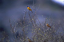 Blue-and-yellow tanager {Thraupis bonariensis} Cerro colorado Argentina Cordoba