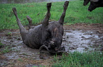 Cape buffalo bull rolling in mud {Synceros caffer caffer} Sabie Sand GR South Africa