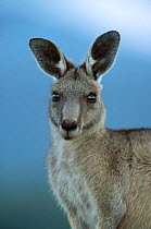Head portrait of Eastern grey kangaroo {Macropus giganticus} Australia
