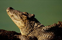 Cuban crocodile on farm {Crocodylus rhombifer} Zapata swamp Cuba