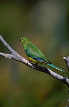 Orange bellied parrot {Neophema chrysogaster} Southwest NP Tasmania Australia angered