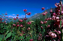 Martagon lily in flower {Lilium martagon} Ecrins Alps France