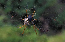 Tiny male Golden orb weaver spiders on web with female (centre) with wrapped up prey