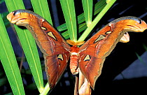 Atlas moth {Attacus atlas} Malaysia