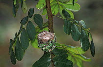 White bellied hummingbird nest + eggs {Amazilia chionogaster} Machu Picchu, Peru