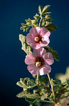 Mallow flower {Lavatera maritima} Spain