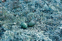 Long tailed skua nest with eggs {Stercorarius longicaudus} Greenland