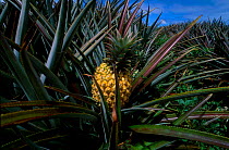 Pineapple crops with fruit {Ananas comosus} La Reunion Indian ocean