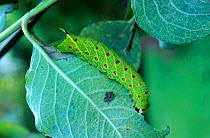 Poplar hawkmoth caterpillar {Laothoe populi} on Willow leaf UK