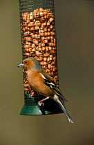 Chaffinch on peanut feeder {Fringilla coelebs} UK