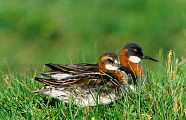 Northern (red necked) phalarope pair on grass {Phalaropus lobatus} Shetland Scotland UK