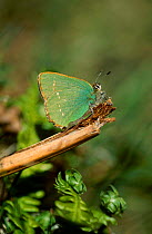 Green hairstreak butterfly {Callophrys rubi} Derbyshire UK Peak district NP