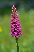Fragrant orchid {Gymnadenia conopsea} Derbyshire UK