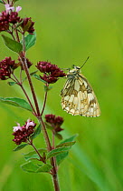 Marbled white butterfly {Melanargia galathea} Yorkshire UK