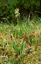 Lesser butterfly orchid {Platanthera bifolia} Derbyshire UK