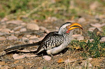Yellow billed hornbill {Tockus flavirostris} Kgalagadi TFP S Africa Transfrontier