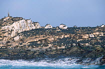 Seal Island False Bay South Africa with colonies of Cape fur seal and Cape cormorant.