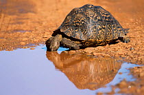 Leopard tortoise drinking {Stigmochelys / Geochelone pardalis} Addo Elephant NP S Africa