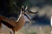 Springbok with defective horn {Antidorcas marsupialis} Kgalagadi TFP South Africa