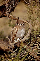 Giant eagle owl {Bubo lacteus} Kgalagadi TFP South Africa