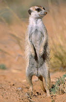 Suricate (meerkat) on gaurd duty {Suricata suricatta} Kgalagadi TFP South Africa