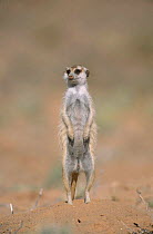 Suricate (meerkat) on gaurd duty {Suricata suricatta} Kgalagadi TFP South Africa