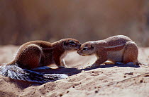 Cape ground squirrels being affectionate {Xerus inauris} Kgalagadi TFP South Africa