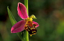 Close up of Bee orchid flower {Ophrys apifera} Belgium