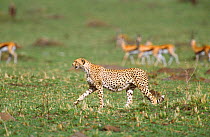 Cheetah female {Acinonyx jubatus} walking past Thomsons gazelle herd. Masai Mara Kenya