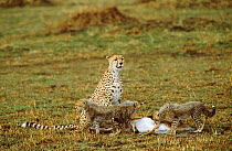 Female Cheetah watches over cubs feeding on gazelle kill. Masai Mara Kenya thomsons
