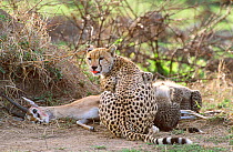 Female Cheetah cubs feed on gazelle kill. {Acinonyx jubatus} Masai Mara Kenya thomsons