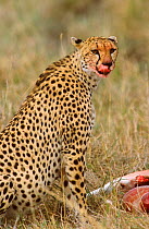 Cheetah with blooded mouth from feeding {Acinonyx jubatus} Masai Mara Kenya