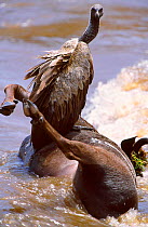 Ruppells griffon vulture {Gyps rueppellii} feeds on drowned Wildebeest. Masai Mara Kenya