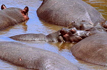 Hippopotamuses wallow in Mara river {Hippopotamus amphibius} Masai Mara Kenya