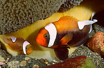 Saddleback anemonefish {Amphiprion polymnus} in Haddon sea anemone. Philippines Anilao