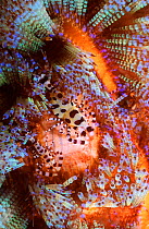 Sea urchin (Coleman) shrimp pair in Fire urchin host. Anilao Batangas Philippines