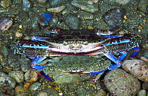 Blue swimming crab pair mating {Portunus pelegicus} male underneath Batangas Philippines